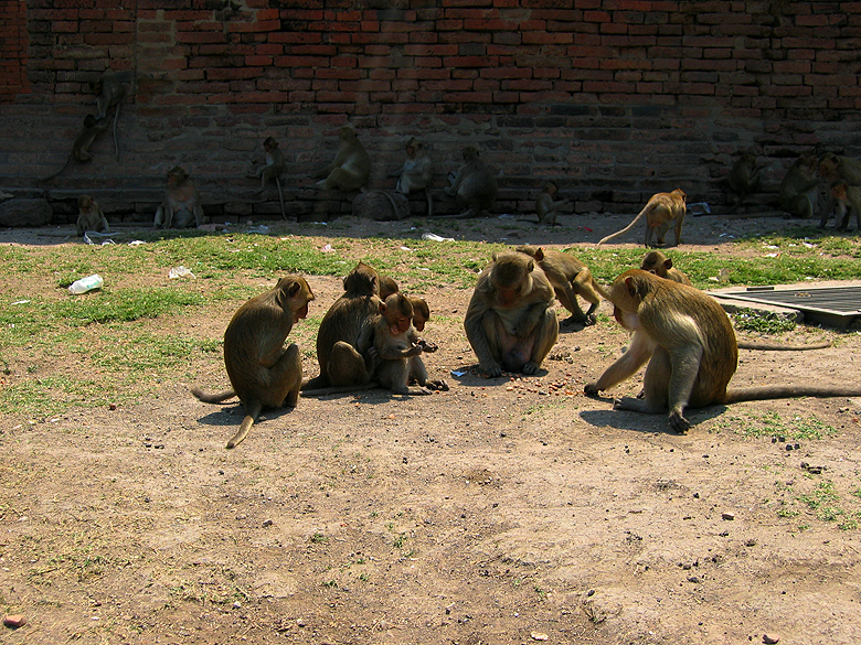 famille_makak_mangent